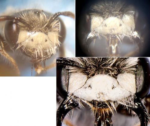 Andrena sp.